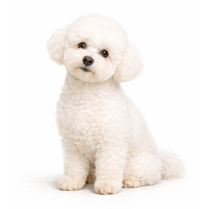 Bichon Frise