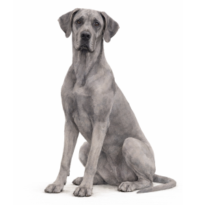 Great Dane