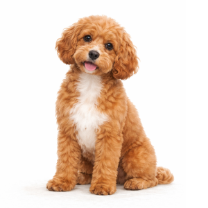 Cavapoo