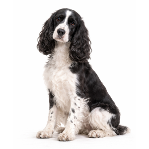 Cocker Spaniel