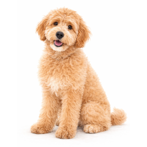 Golden Doodle
