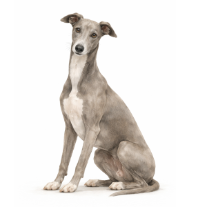 Greyhound