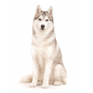 Husky