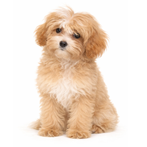 Maltipoo