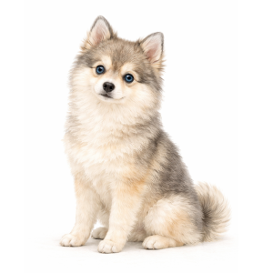 Pomsky