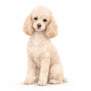 Poodle